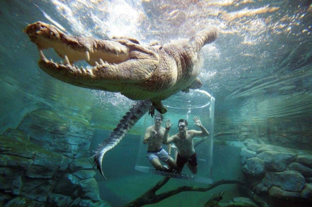 парк крокодилов